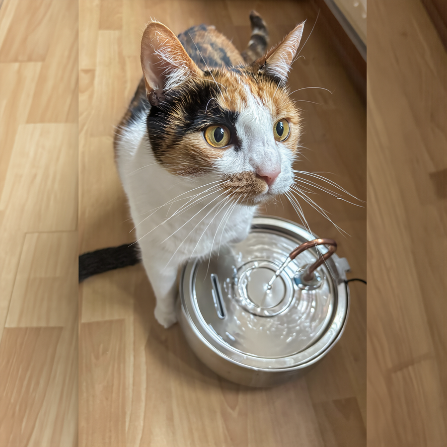 Acqua più fresca, gatti più sereni.