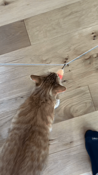 Perché il tuo gatto lo amerà