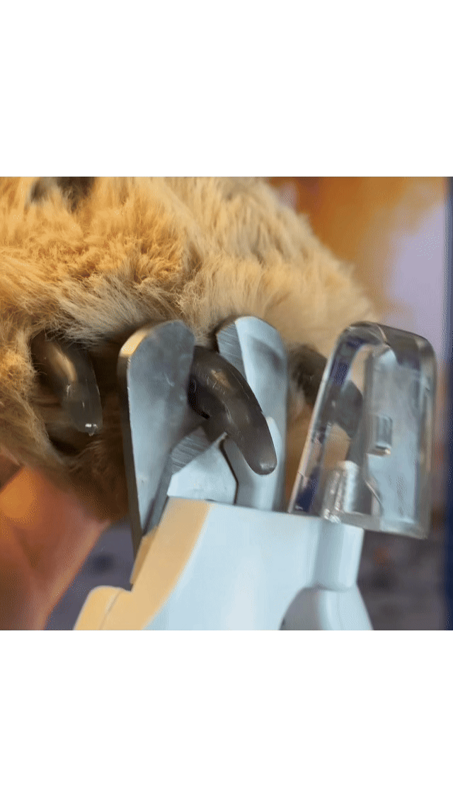 Prendi la zampa del tuo Pet con delicatezza